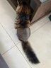 憨憨宠猫零食冻干桶猫咪零食成猫冻干鸡胸肉鱼鸭肉猫粮宠物猫狗冻干零食 精装鸡肉冻干桶500g 实拍图