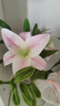 爱已装糖多头百合北欧风手感绢花客厅摆件仿真花束假花仿真植物塑料花 实拍图