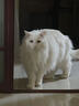 美滋元成猫猫粮 三文鱼味成猫粮全猫咪通用天然粮全价猫粮 三文鱼 成猫粮2.5kg 实拍图