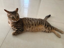 KONOKO宠物湿巾猫咪擦眼去泪痕除臭味狗狗用品全身免洗清洁专用湿纸巾 实拍图