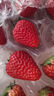 【产地直采】丹东红颜草莓大果500g 单果18g+ 实拍图