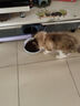 伯纳天纯鸡肉冻干肉松三拼美毛猫粮6kg 实拍图