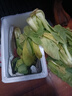 安徽云南种植上海青四季青蔬菜类新鲜现发青菜小青菜绿叶菜香菇菜 1.5斤纸箱装 小青菜 实拍图