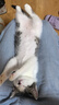 麦富迪猫粮 超肉粒冻干双拼幼猫粮免疫护肠胃 三文鱼2kg 实拍图