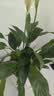 花翁一帆风顺白掌盆栽办公室内绿植花卉水培植物易活好养常绿源头直发 实拍图