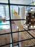 宠易生鹦鹉奶粉手养鹦鹉雏鸟幼鸟营养乳粉中大小型鹦鹉饲料200g 晒单实拍图