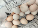 舌尖攻略蛋墩墩农家散养鸡蛋谷饲鲜鸡蛋农家鸡蛋早餐食材蛋白单枚40g±5g 谷饲鲜鸡蛋 30枚 实拍图