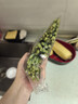 绿色韭菜 250g 实拍图