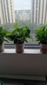 双盟 绿萝盆栽除甲醛花卉绿植办公室新房净化空气110款10盆装源头直发 实拍图