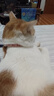 柒哦猫咪项圈猫圈项圈狗狗脖圈宠物用品 新升级红色【大号适合21-80斤】 实拍图