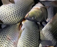 熊火溪流竿黑坑碳素鲫鱼竿3.6米超轻细野钓手杆微物台钓鱼杆小物竿 实拍图