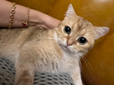 WEYES冻干鸭小胸350g桶装宠物猫狗零食大礼包发腮营养 实拍图