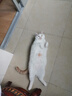 田田猫瓦楞纸猫抓板耐磨猫磨爪磨爪器猫玩具猫咪用品套装猫薄荷 实拍图
