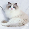 LEGENDSANDY蓝氏全价猫粮生鲜高能系列成猫幼猫 试用 试吃 猎鸟乳鸽 50g*5 实拍图