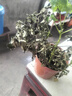 幸福树平安树绿植花卉小盆栽室内客厅办公室四季常青植物净化空气 5A幸福平安树2盆多颗原盆+肥料 实拍图
