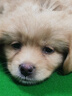 麦富迪狗粮 藻趣儿狗粮幼犬粮牛肉螺旋藻 呵护肠胃7.5kg/15斤 实拍图