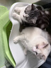 皇家室内成猫粮 I27 通用粮 12月以上 4.5KG*2 实拍图