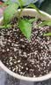 德沃多蔬菜专用植物营养土40L园艺种菜土壤盆栽果蔬花土种植 实拍图