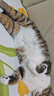 美滋元成猫猫粮 三文鱼味成猫粮全猫咪通用天然粮全价猫粮 【全价全期】牛肉猫粮2.5kg 实拍图