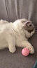 【京东快递】猫咪玩具球猫薄荷狗狗闪光发光球铃铛球玩具解闷神器 白色球1个【闪光款】 实拍图