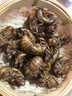 2025新鲜知了猴肉禽菜肴活体金蝉鲜冻蚕大个蝉蛹龟知了爬叉猴特产 【京选中号金蝉】50只现抓现发 实拍图