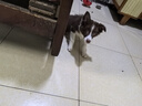 麦富迪狗粮 藻趣儿狗粮成犬粮牛肉螺旋藻 均衡营养2.5kg 实拍图