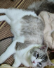 霍曼宠物烘干箱Pro 猫咪吹风机狗狗自动吹干箱底部出风快速烘干更安静 实拍图
