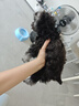 皇家皇家狗粮幼犬奶糕幼犬狗粮宠物小型犬MIS30全价犬粮 ≤2月1KG 实拍图