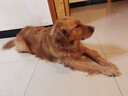 冠能狗粮大中型犬成犬狗粮15kg  稳固免疫 配方升级新老产品随机发货 实拍图