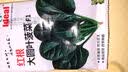 四季蔬菜种子大全菠菜香菜生菜油麦菜苋菜鸡毛菜芹菜矮脚黄蔬菜籽 四季鸡毛菜种子1包约2000粒 实拍图