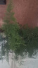 开时果 文竹盆栽桌面摆件盆景 办公室植物竹子水培绿植盆景源头直发包邮 【热销款】舍得紫砂盆+苔藓+底座 实拍图