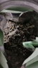 半山农 莓茶 张家界霉茶 土家藤茶 嫩芽小叶芽含硒藤茶 60克/瓶 养生茶礼品 实拍图