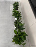 双盟绿萝盆栽除甲醛花卉绿植办公室新房净化空气 120款10盆源头直发 实拍图