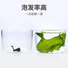 方家铺子中华老字号 六星裙带菜150g 大片叶L号 高泡发鲜嫩干货火锅食材 实拍图