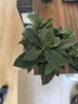 开时果 栀子花盆栽浓香型四季开花卉 阳台花卉好养绿植物源头直发包邮 加仑盆【90#栀子花】 实拍图