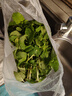 绿食者 新鲜薄荷叶 Mojito调酒茶饮泡水装饰可食用薄荷叶香料蔬菜 500g 实拍图