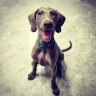 疯狂小狗狗粮金毛拉布拉多萨摩耶边牧 宠物幼犬成犬20kg犬粮 40斤牛肉味 实拍图
