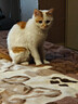 Orijen渴望猫粮 红肉高能无谷 成猫幼猫干粮全价通用进口1.8kg效期25/7 实拍图