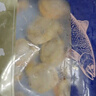 初鲜大号冷冻带黄扇贝肉净重2斤约80-120颗烧烤火锅食材海鲜水产聚餐 实拍图