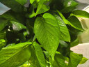 双盟绿萝盆栽除甲醛花卉绿植办公室新房净化空气180加仑4盆装源头直发 实拍图
