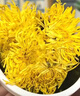 艺福堂花草茶 菊花茶 精品金丝皇菊50大朵特独立包装黄菊养生级搭金银花 实拍图