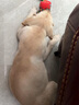 USPET英国宠物乳钙片猫咪犬狗狗关节幼老年怀孕发育宝助成长骨骼2瓶装 实拍图