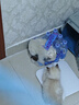 普安特次氯酸消毒液宠物猫咪狗狗除臭杀菌消毒喷雾猫砂去尿味消毒水喷剂 实拍图