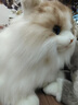 科迈特高仿趴姿布偶猫毛绒玩具玩偶娃娃公仔女孩生日礼物儿童学生女朋友 实拍图