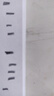 得力（deli）连中三元涂卡笔套装 考试中高考专用自动铅笔涂卡笔 2B铅笔考试必备 中高考加油S356 实拍图
