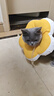 华元宠具（hoopet）猫咪伊丽莎白圈项圈宠物狗狗圈耻辱圈颈圈脖圈头套犬防舔头罩头套 实拍图