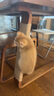 漫生活手工麻绳猫咪绳子捆绑装饰包装黄麻猫抓板4mm长100米带配件胶水 实拍图