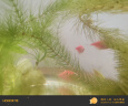 森悠（SARYOR）斑马鱼小型观赏鱼水草缸群游热带鱼活体鱼 混色天使鱼2-4cm 10条 晒单实拍图