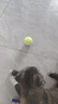 狗狗玩具球边牧柯基金毛逗狗遛狗训犬专用耐咬磨牙小狗宠物狗网球 宠物狗网球-黄色-1个 实拍图