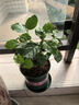 开时果 茉莉花盆栽浓香型 桌面绿植物阳台花卉树苗盆景摆件源头直发包邮 精选茉莉花3-6株【加仑盆】 晒单实拍图